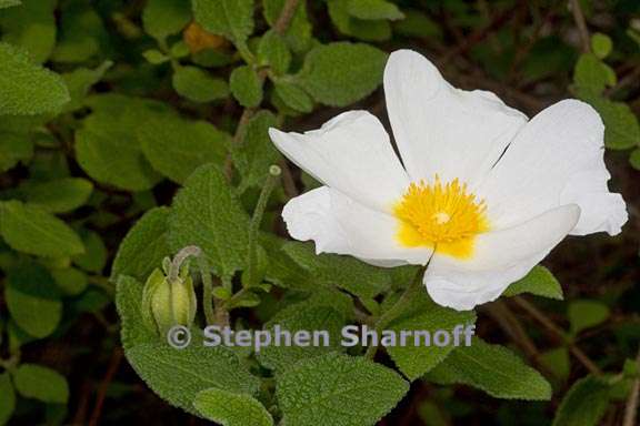 cistus salvifolius 4 graphic